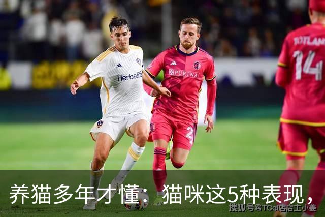 养猫多年才懂：猫咪这5种表现，不是撒娇，是旺家的征兆